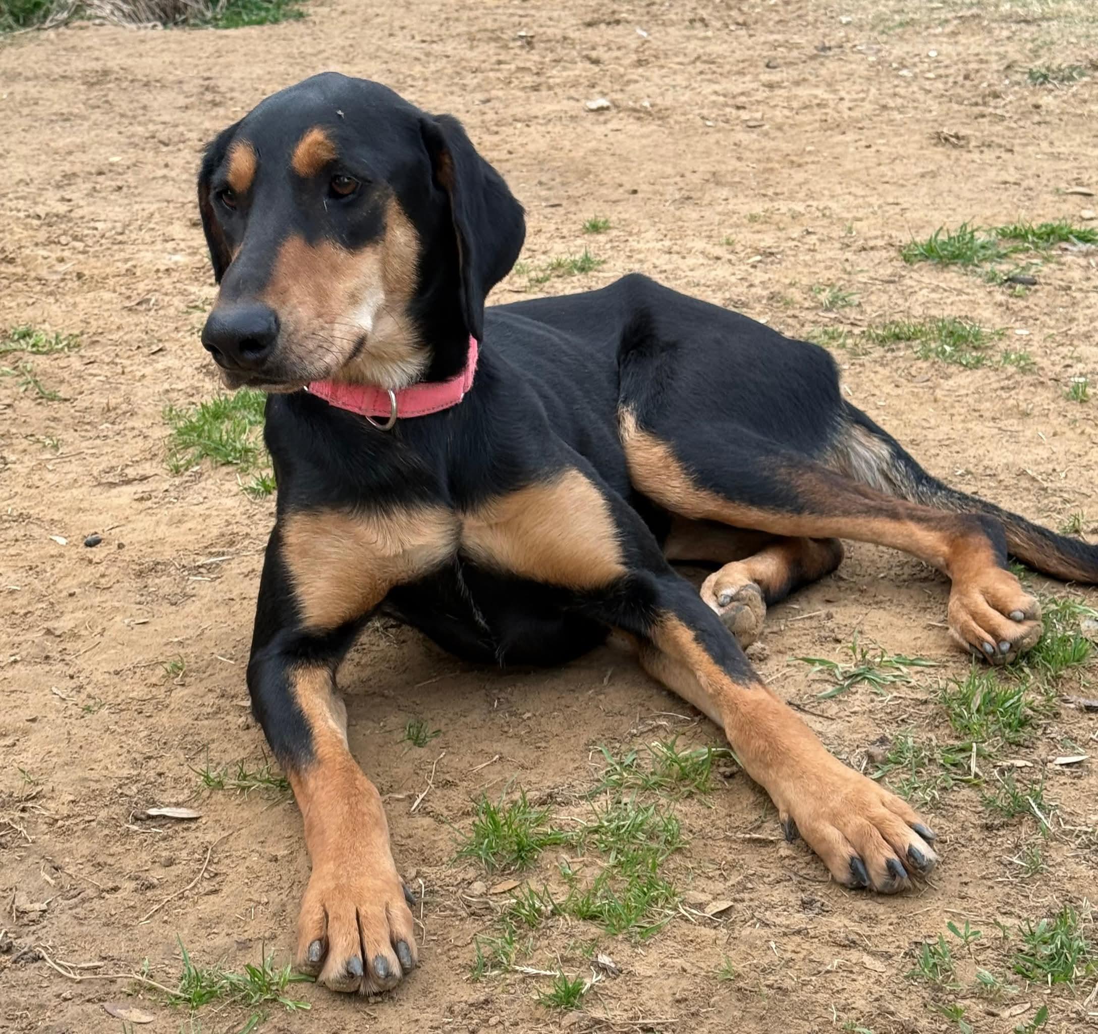 Enlarge Lucy , a ADOPTABLE mixed breed in Denver, CO image 6/6