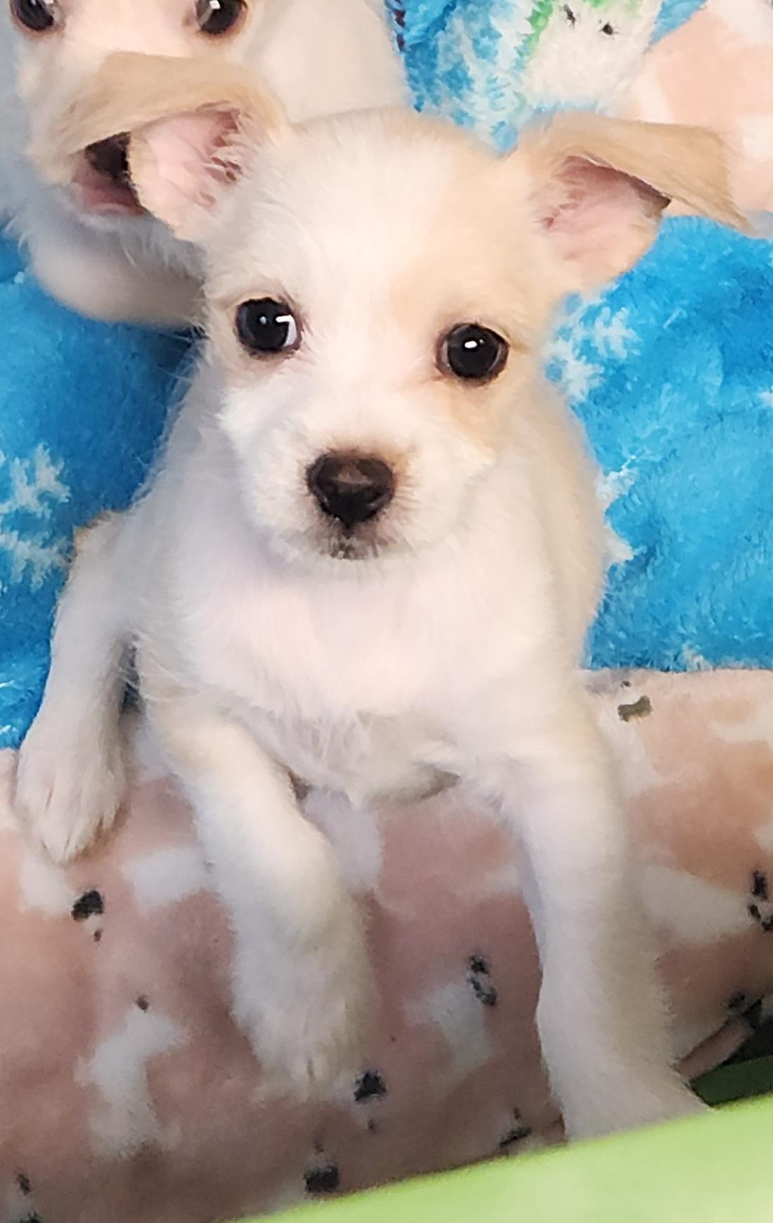 Enlarge Trixie, an adoptable mixed breed in Flintstone, GA image 2/4