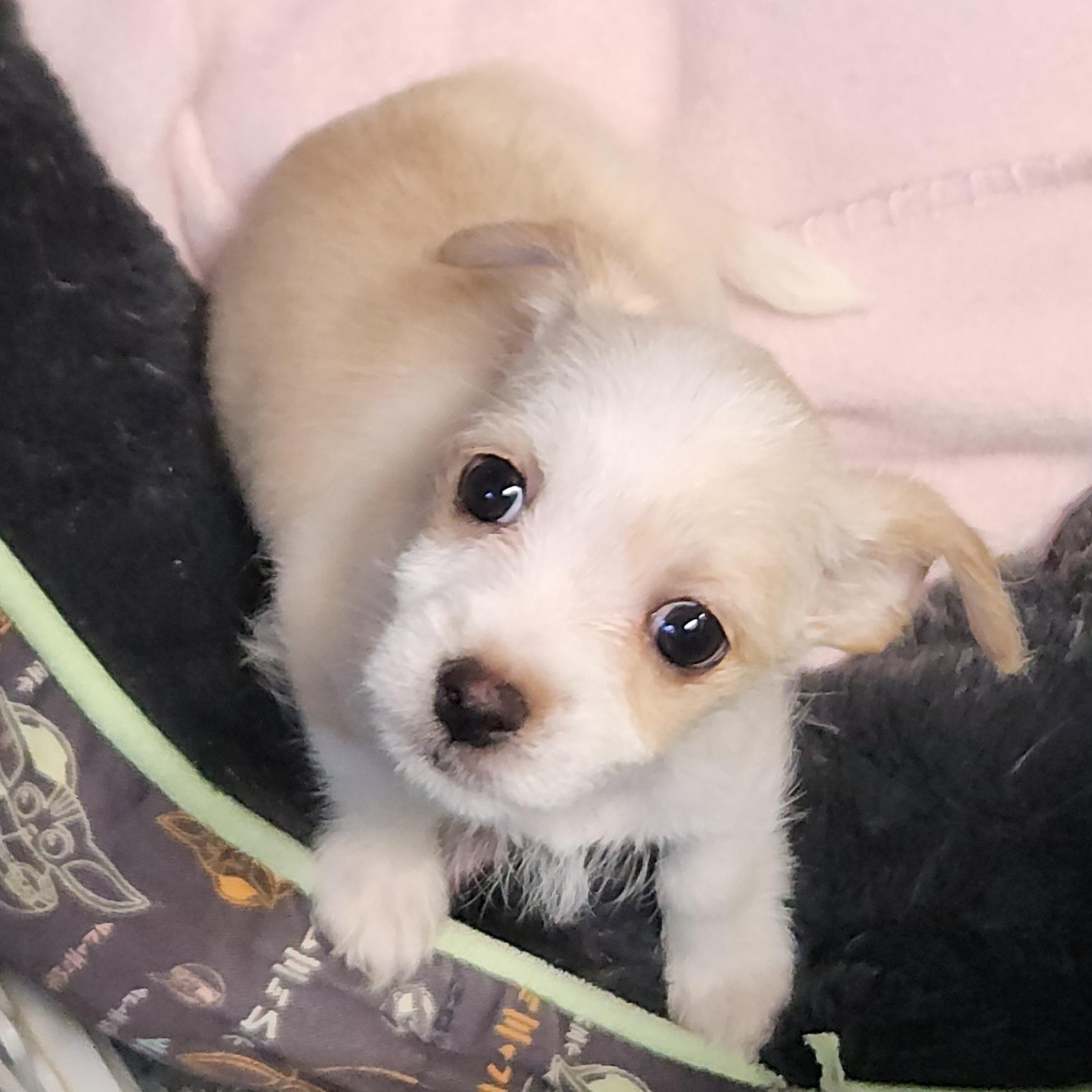 Trixie, adoptable, Puppy Female Chihuahua & Wirehaired Terrier.