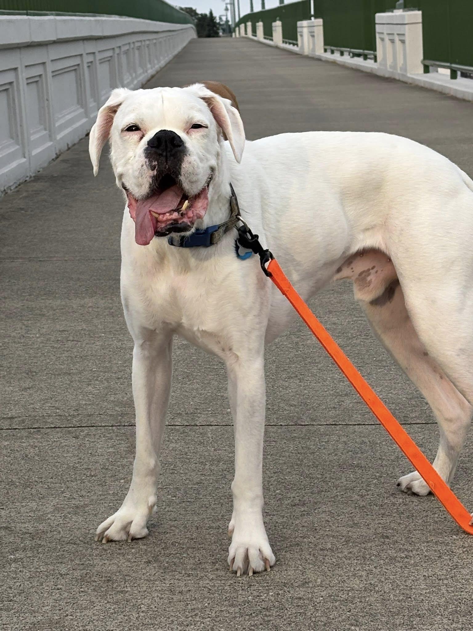 Enlarge Odie, a Adoptable Boxer in McMinnville, OR image 1/2