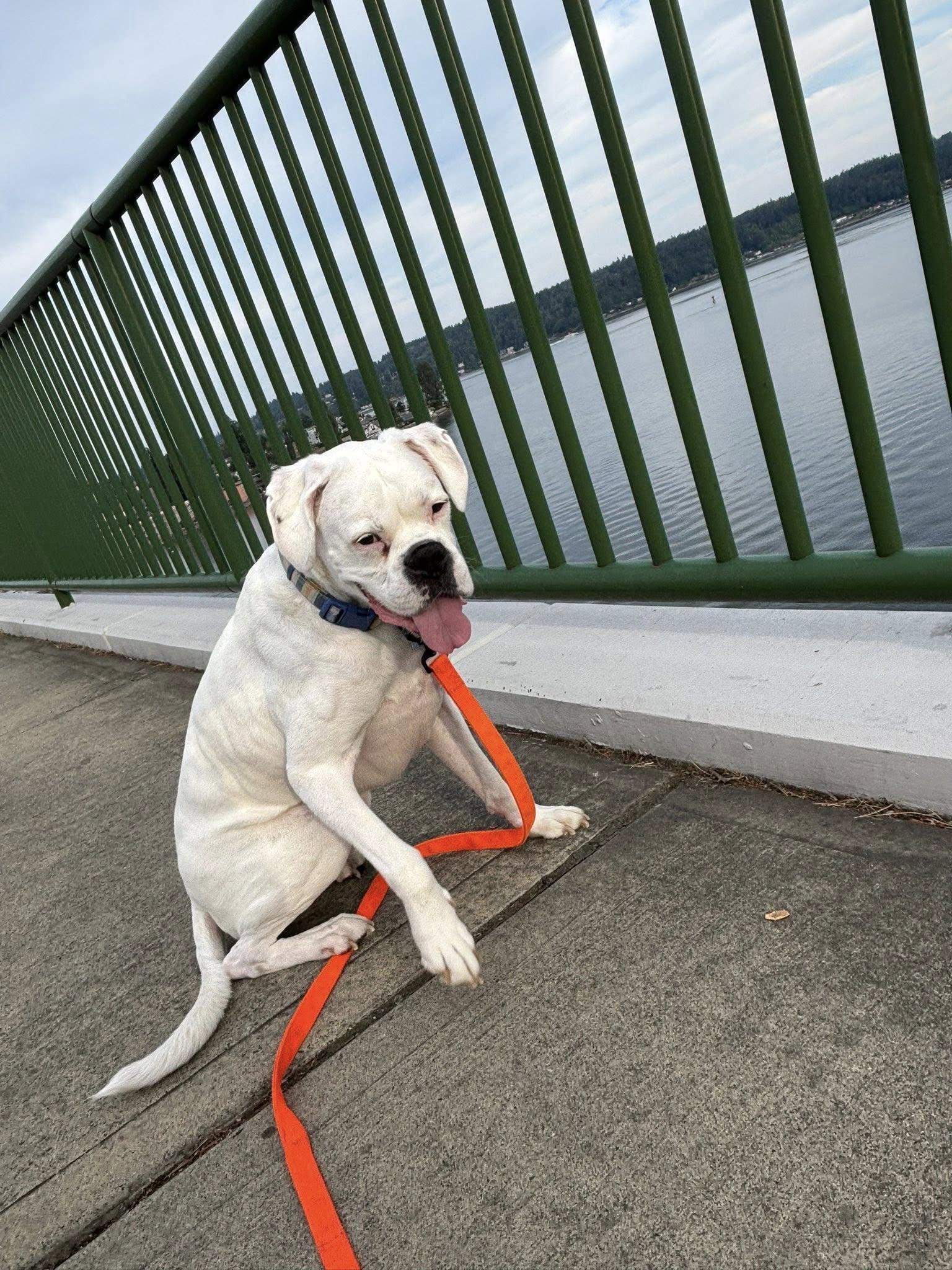 Enlarge Odie, a Adoptable Boxer in McMinnville, OR image 2/2