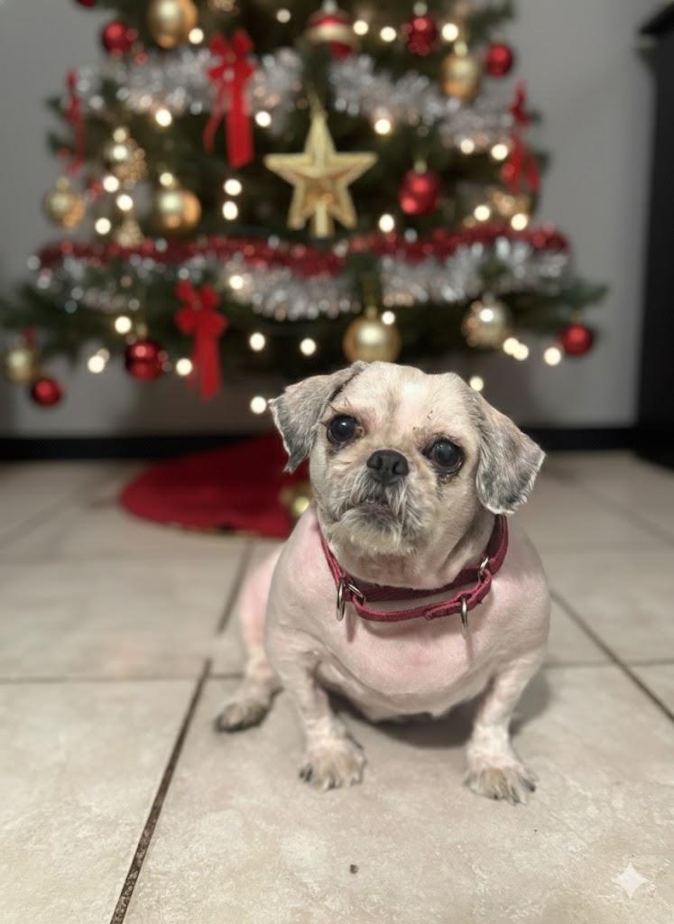 Enlarge Bessie & Falkour, a ADOPTABLE Shih Tzu in DELTONA, FL image 2/4