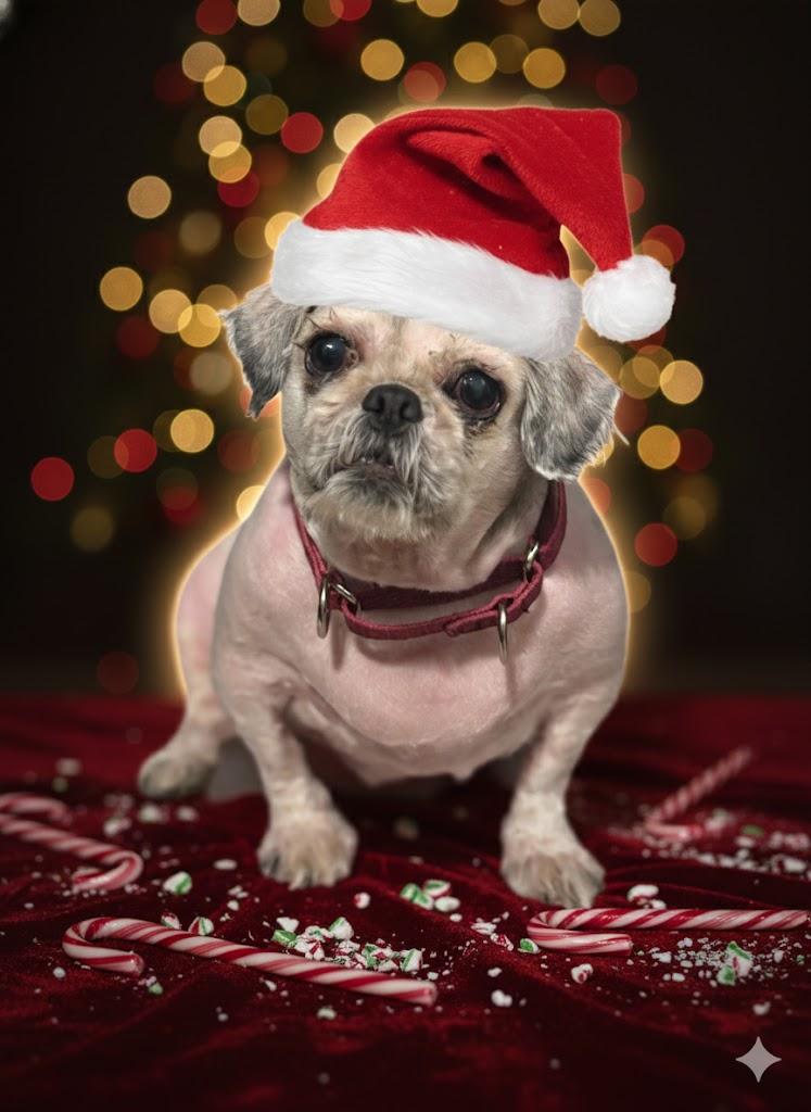 Enlarge Bessie & Falkour, a ADOPTABLE Shih Tzu in DELTONA, FL image 3/4