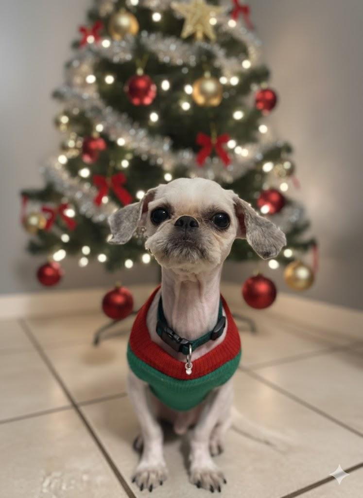 Enlarge Bessie & Falkour, a ADOPTABLE Shih Tzu in DELTONA, FL image 4/4