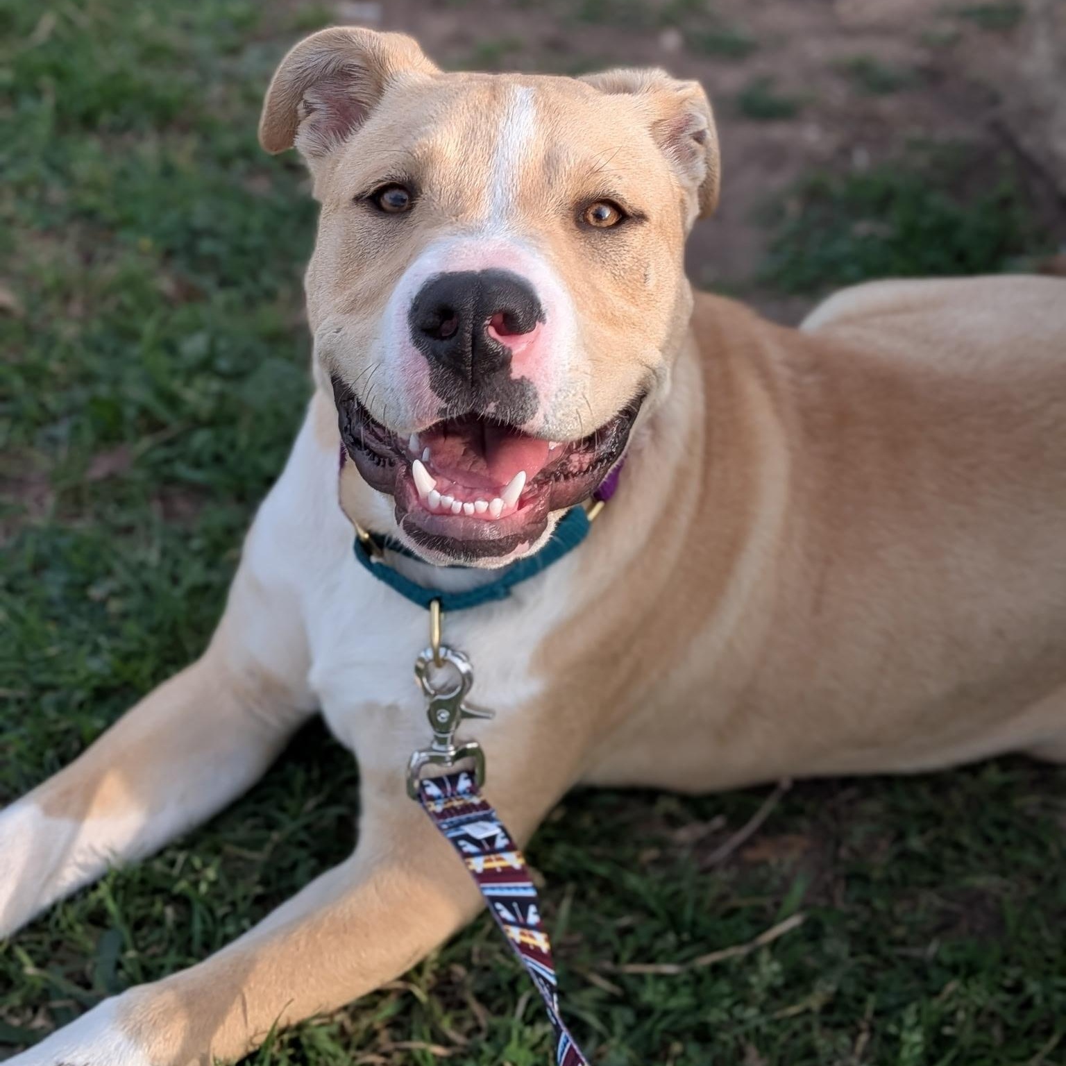 Enlarge Jordan, a ADOPTABLE mixed breed in Marfa, TX image 6/6