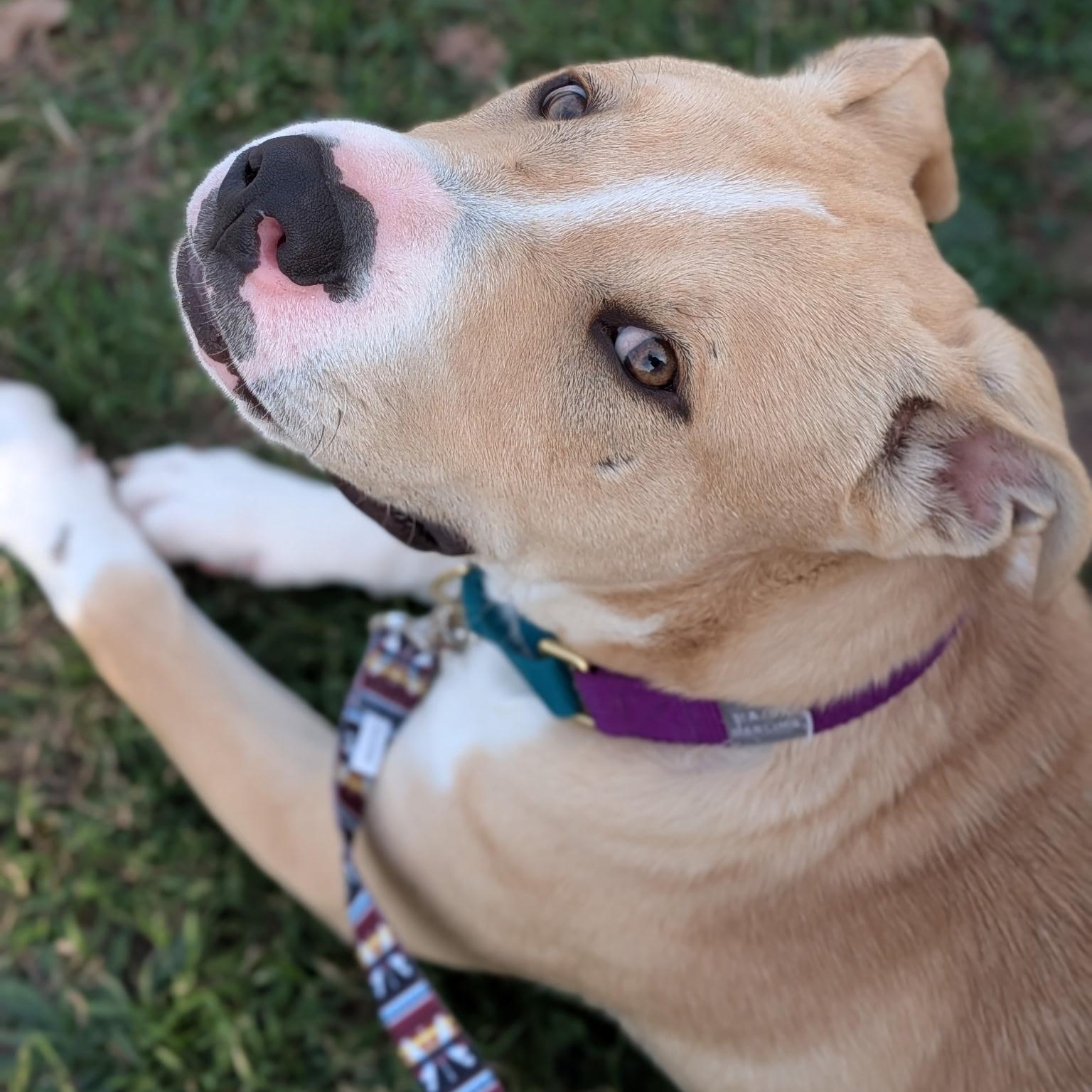 Enlarge Jordan, a ADOPTABLE mixed breed in Marfa, TX image 4/6