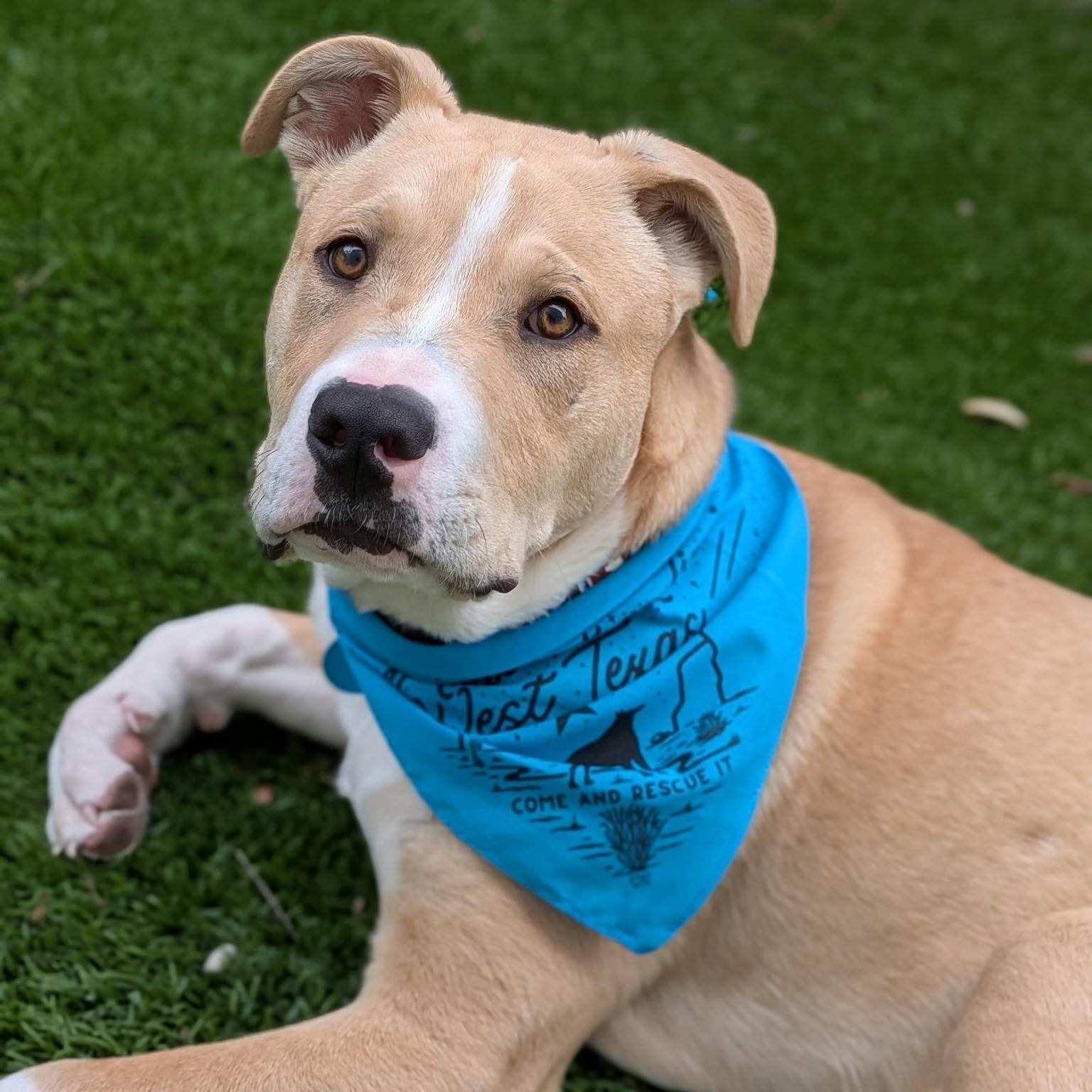 Jordan, ADOPTABLE, Puppy Male Pit Bull Terrier.