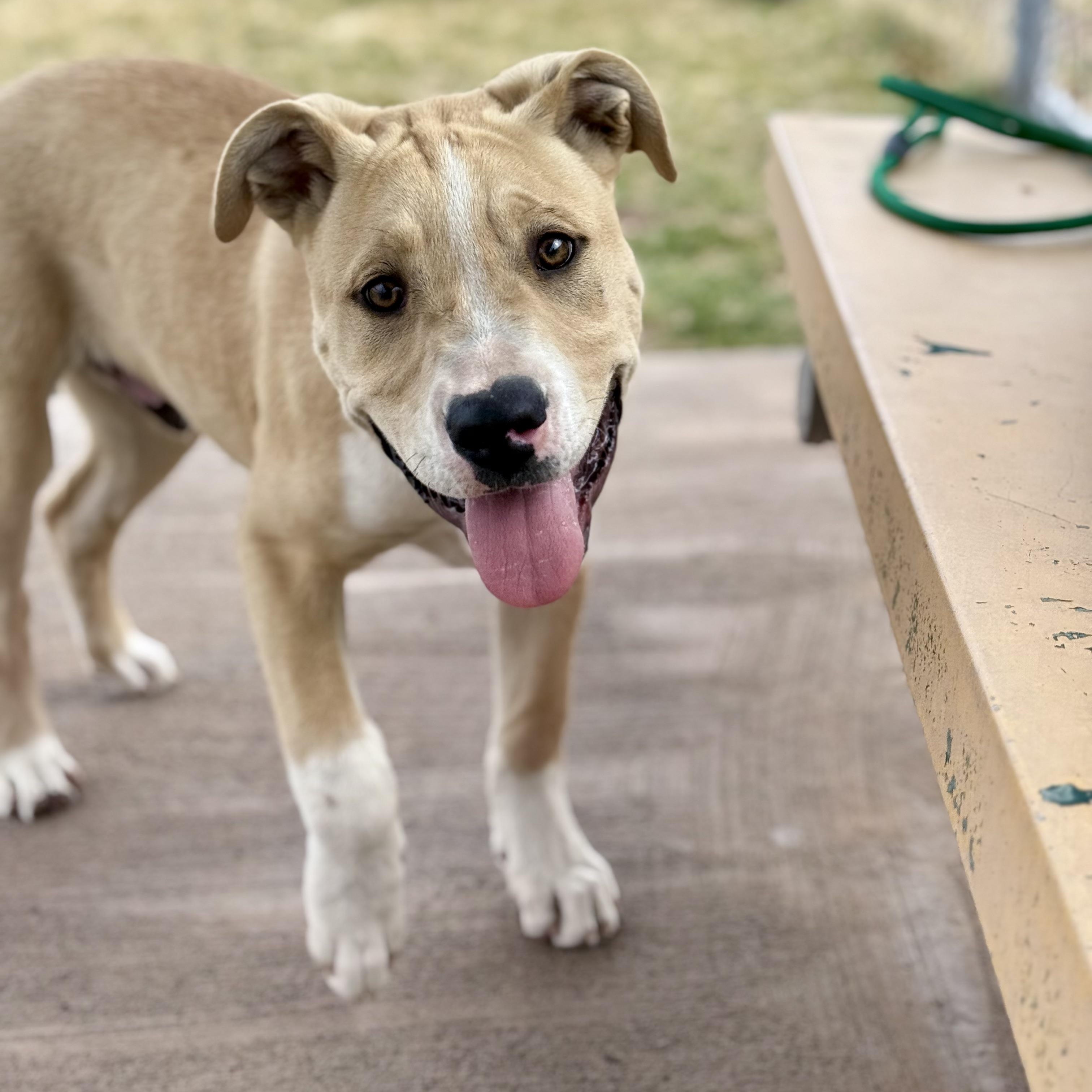 Enlarge Jordan, a ADOPTABLE mixed breed in Marfa, TX image 2/6