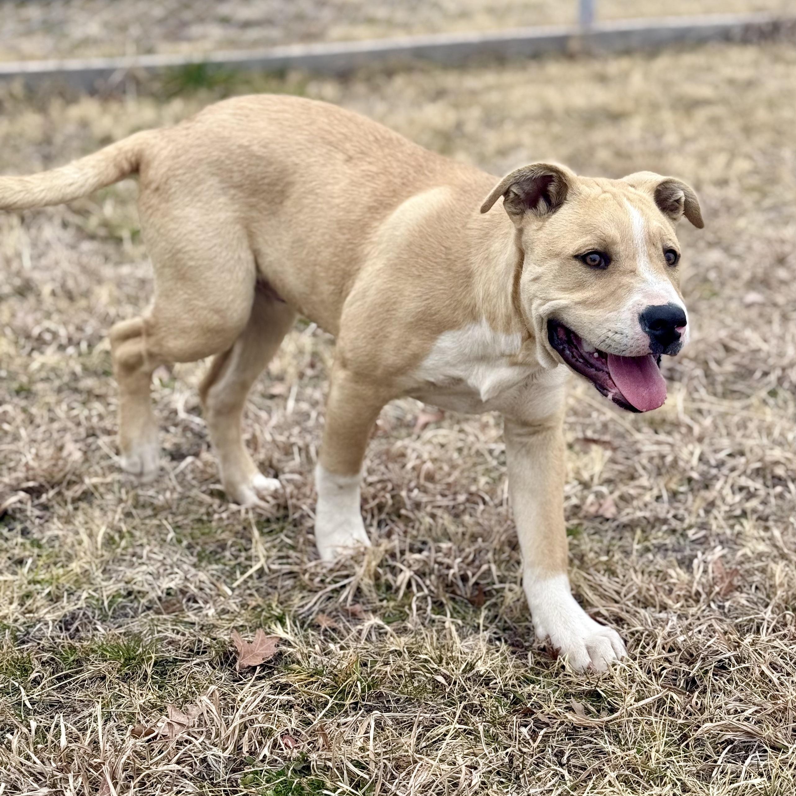 Enlarge Jordan, a ADOPTABLE mixed breed in Marfa, TX image 5/6
