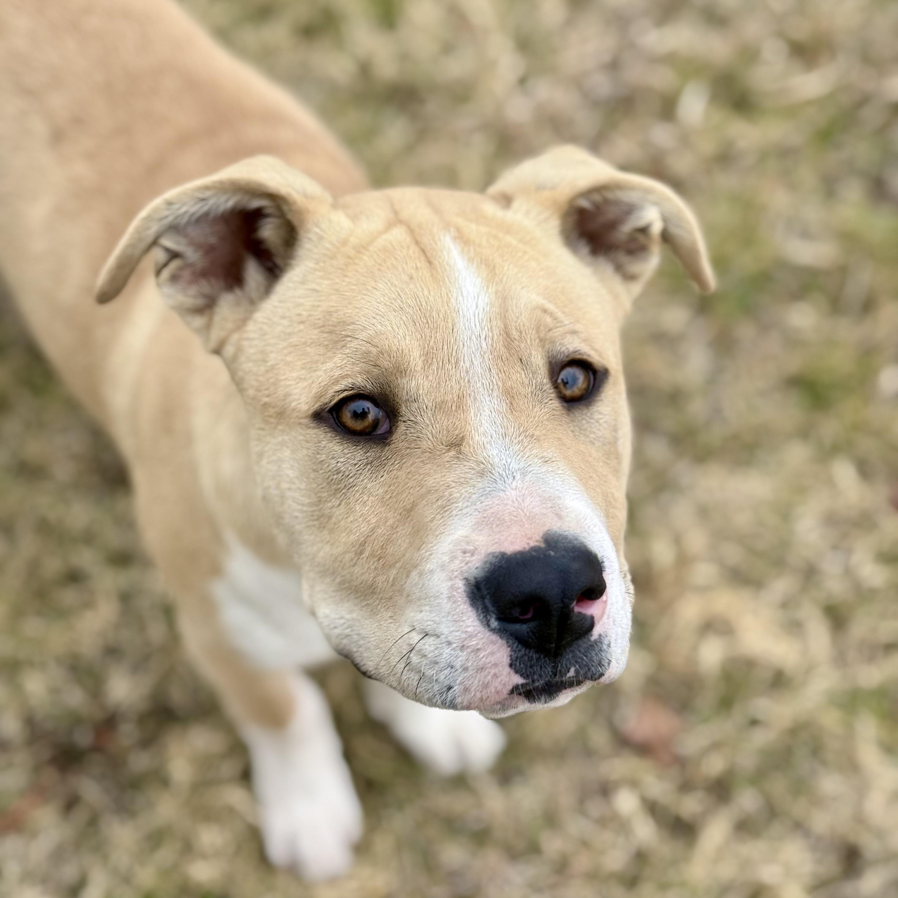 Enlarge Jordan, a ADOPTABLE mixed breed in Marfa, TX image 3/6
