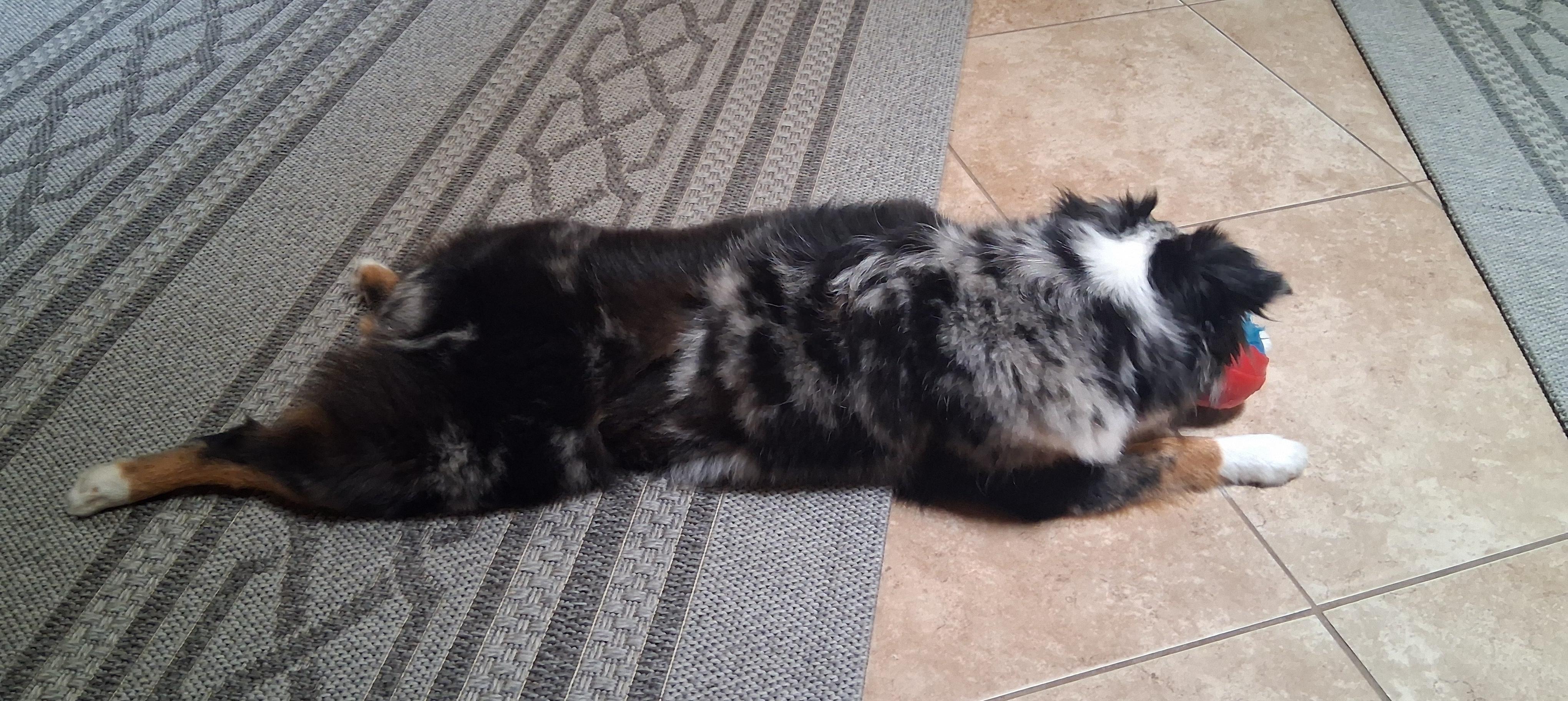 Enlarge SKY, an adopted Australian Shepherd in Albuquerque, NM image 2/6