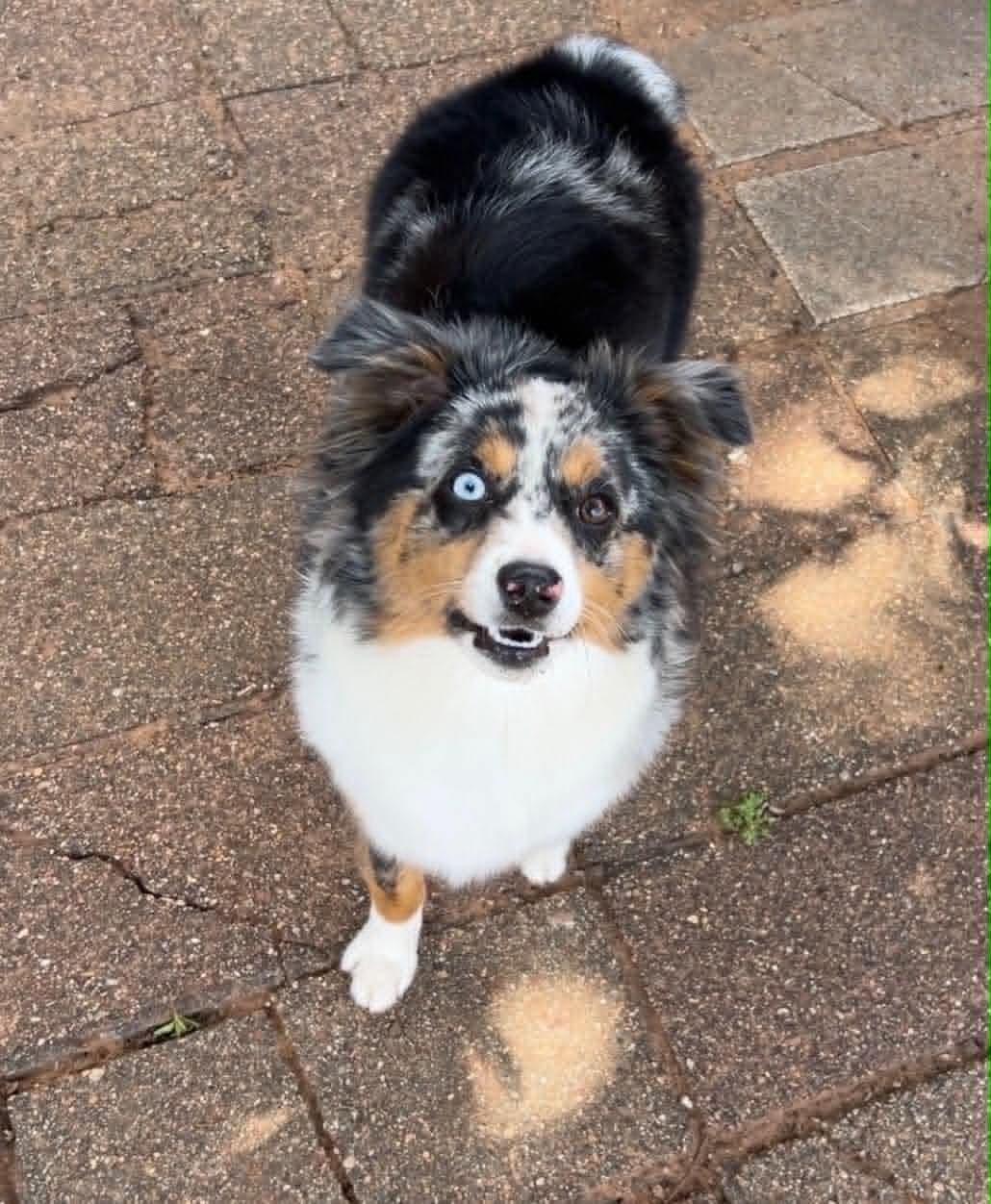 Enlarge SKY, an adopted Australian Shepherd in Albuquerque, NM image 5/6