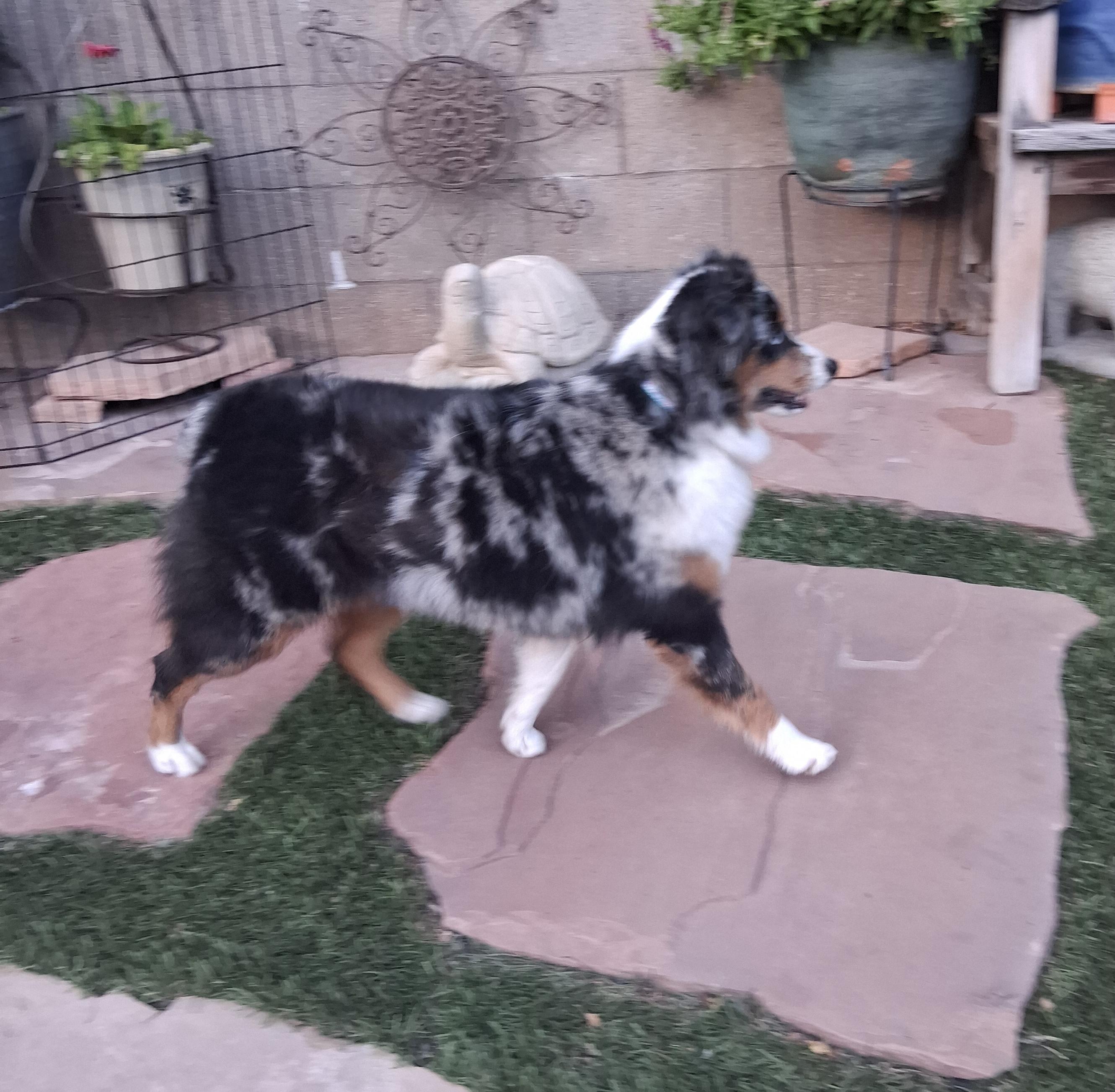 Enlarge SKY, an adopted Australian Shepherd in Albuquerque, NM image 4/6
