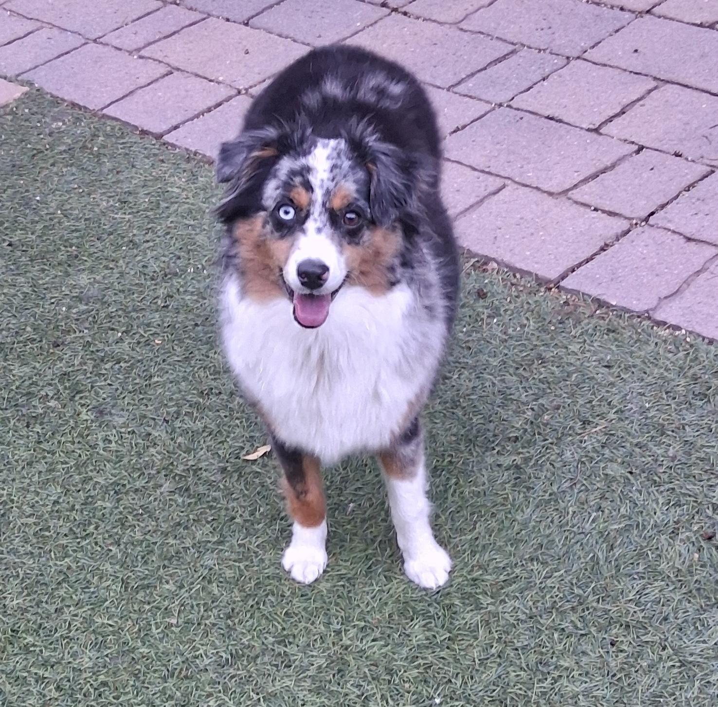 Enlarge SKY, an adopted Australian Shepherd in Albuquerque, NM image 3/6