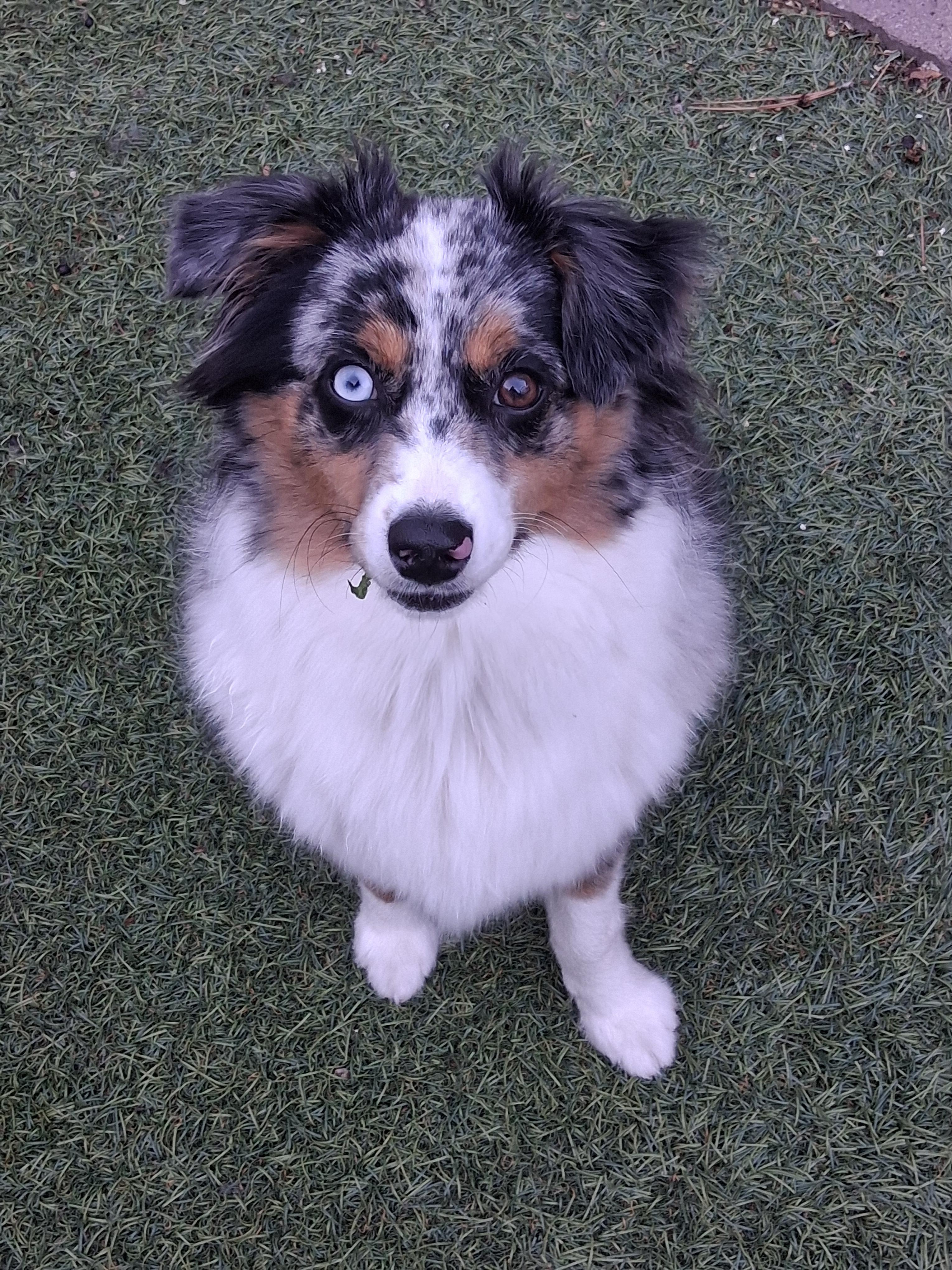 Enlarge SKY, an adopted Australian Shepherd in Albuquerque, NM image 1/6