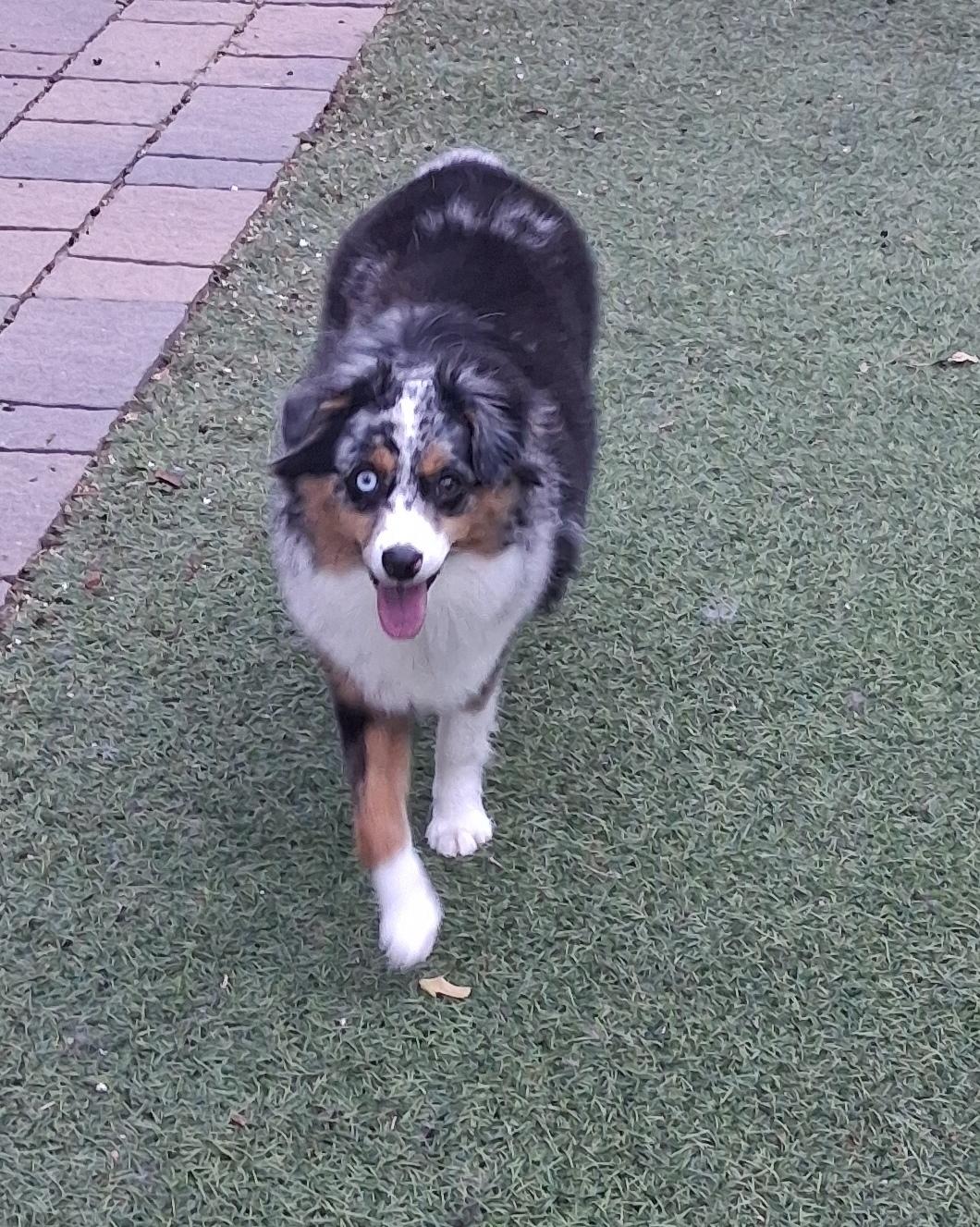 Enlarge SKY, an adopted Australian Shepherd in Albuquerque, NM image 6/6
