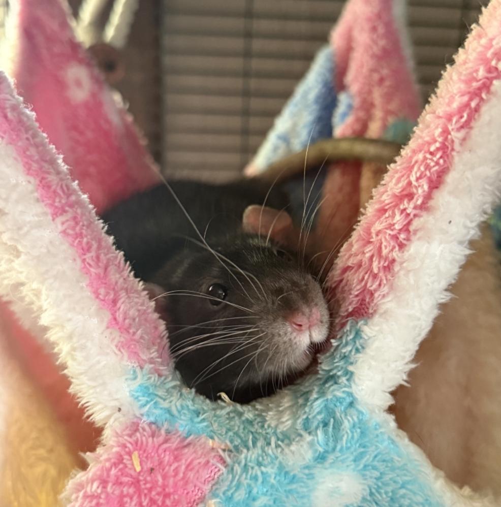 Siggy, ADOPTABLE, Adult Male Rat.