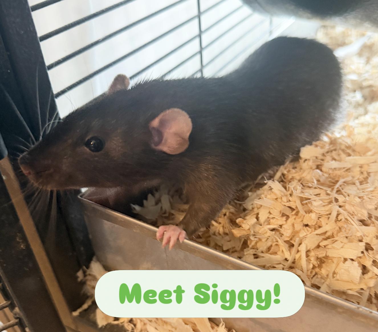 Siggy, a ADOPTABLE Rat in Minneapolis, MN image 2/2