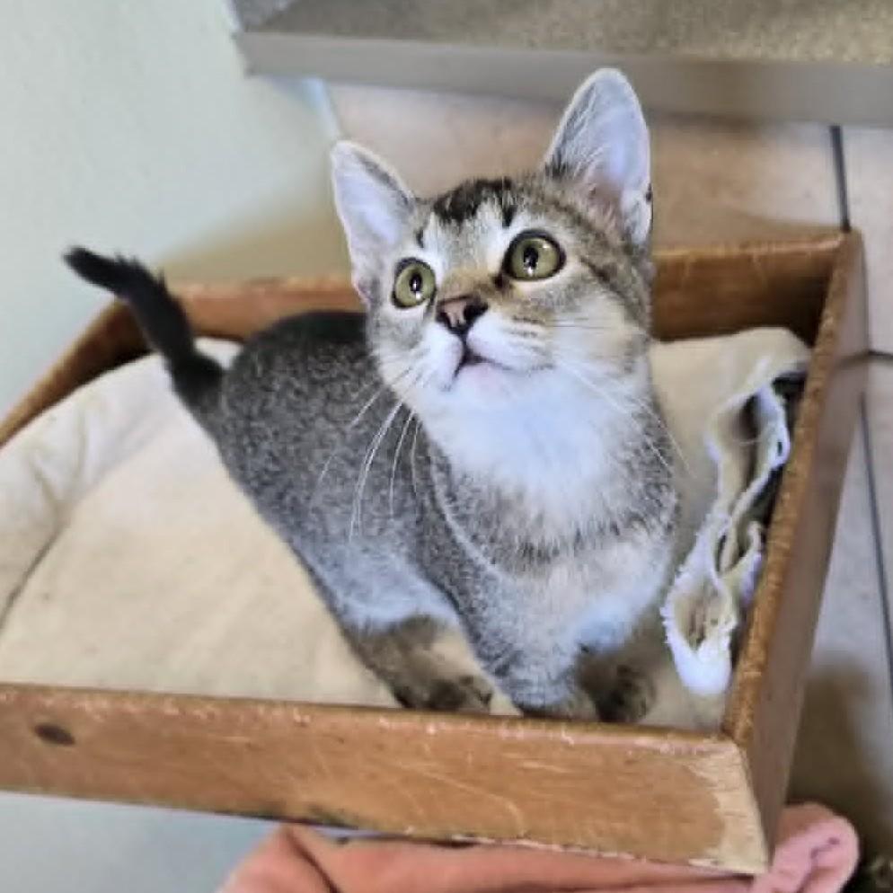 Tony, adopted, Young Male Domestic Short Hair.