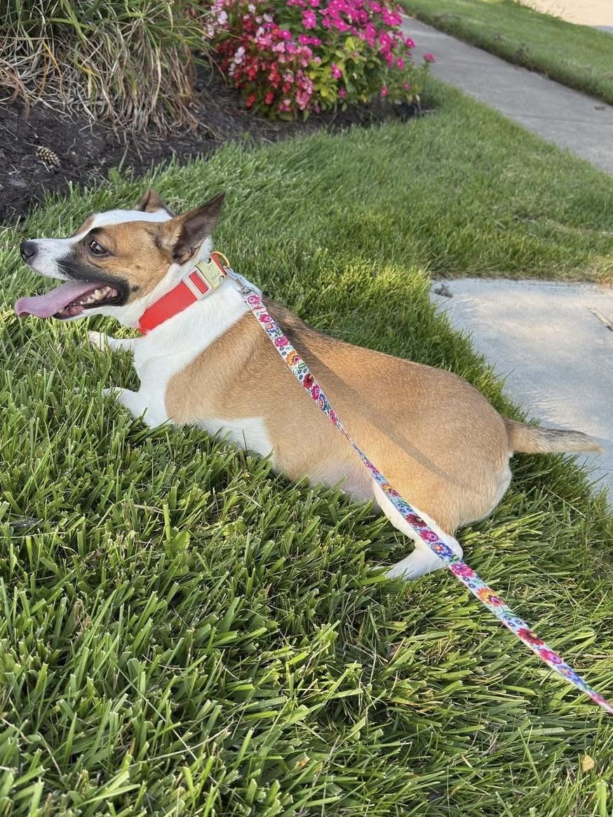 Enlarge Odie, a Adoptable mixed breed in Greenwood, IN image 4/6