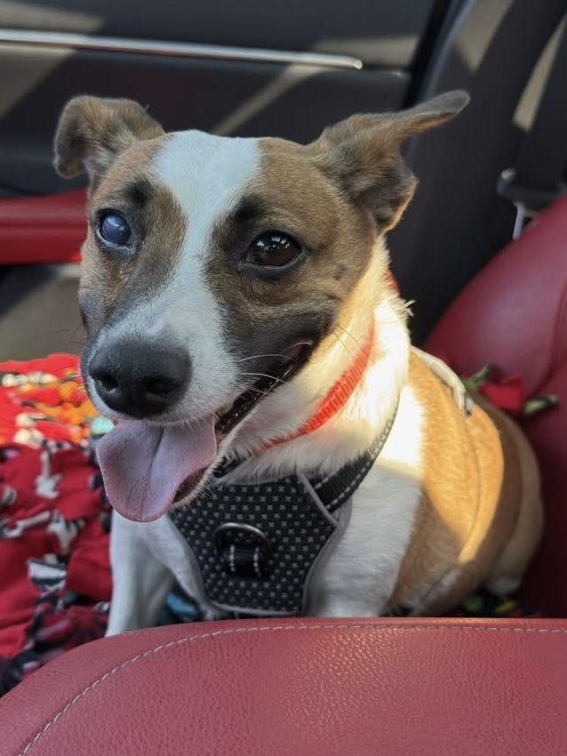 Odie, Adoptable, Young Male Boston Terrier.