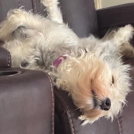 LUNA, Adoptable, Adult Female Poodle.