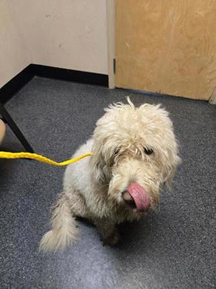 Moss, Adoptable, Adult Male Standard Poodle & Labrador Retriever.
