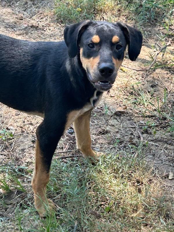 Gunner, Adoptable, Young Male Black Labrador Retriever & Hound.
