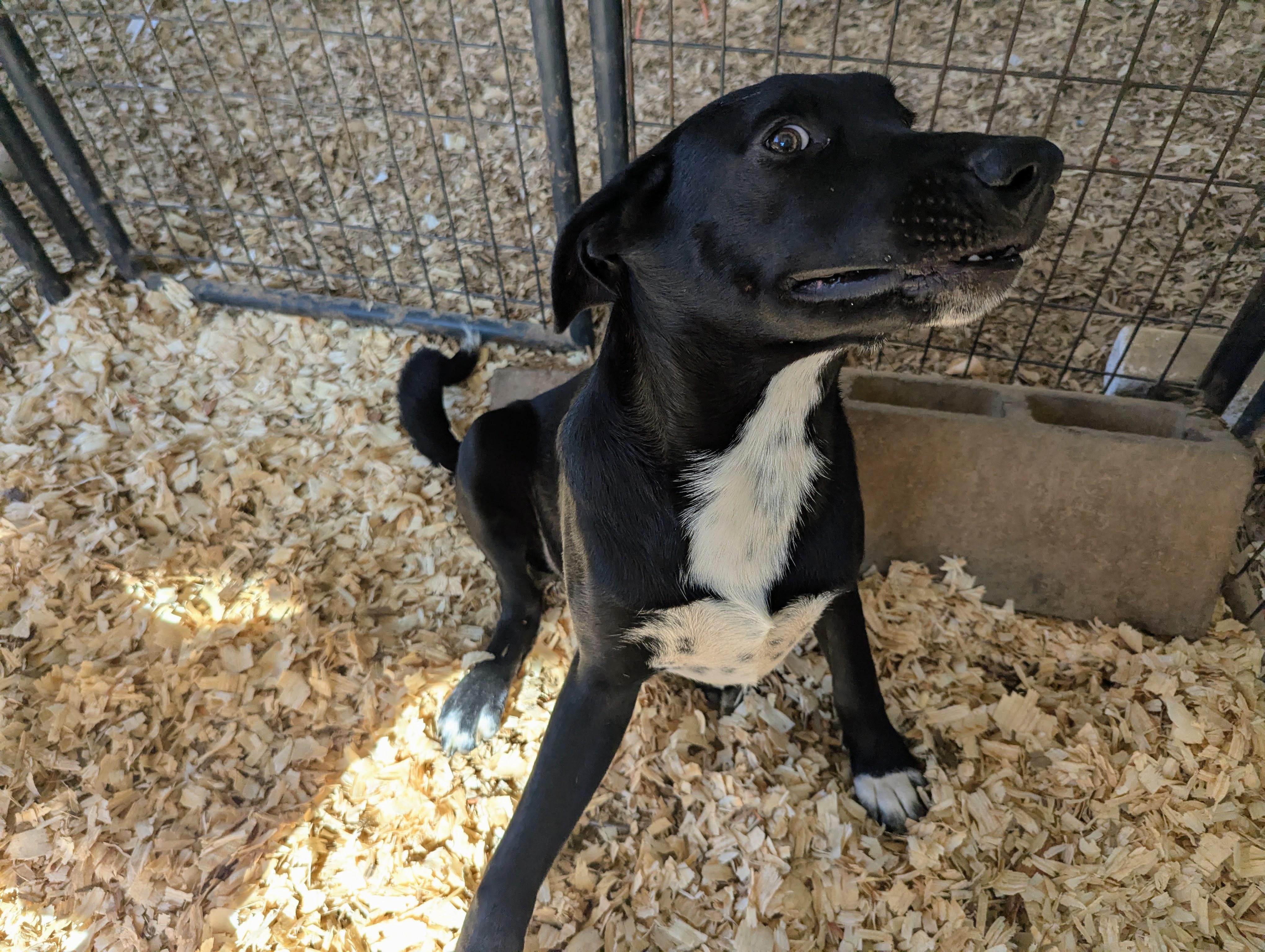 SKIPPY MCSNIFF — thumbnail 3