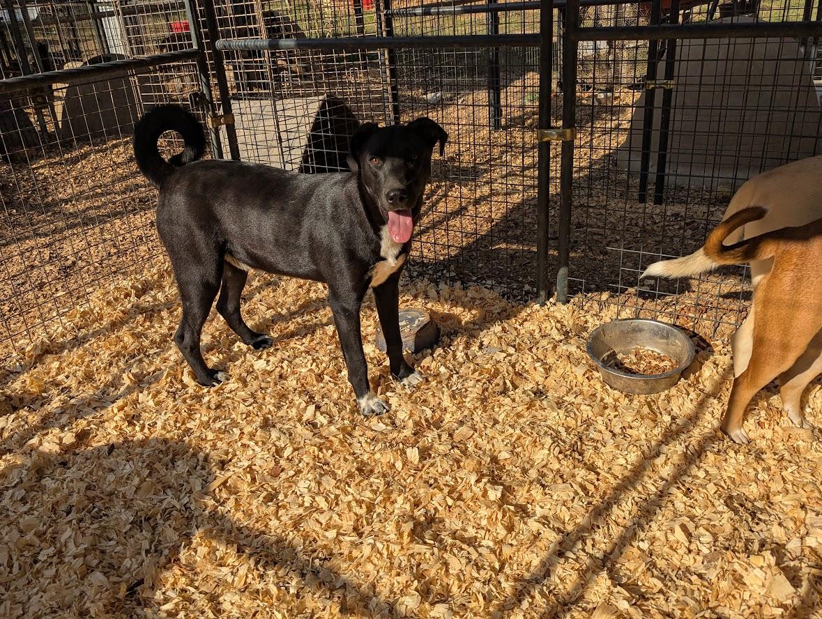 SKIPPY MCSNIFF — thumbnail 5