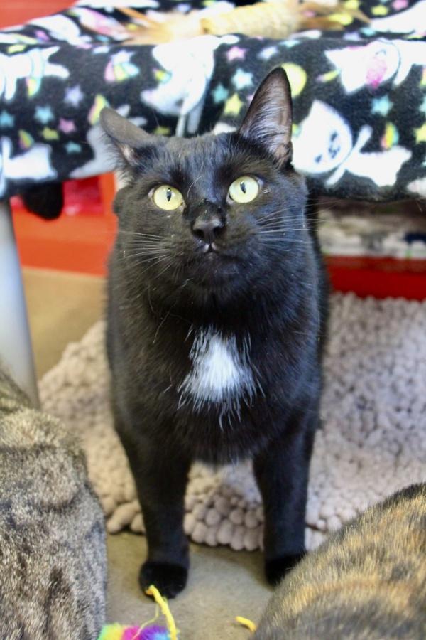 Taki, Adoptable, Adult Male Domestic Short Hair.