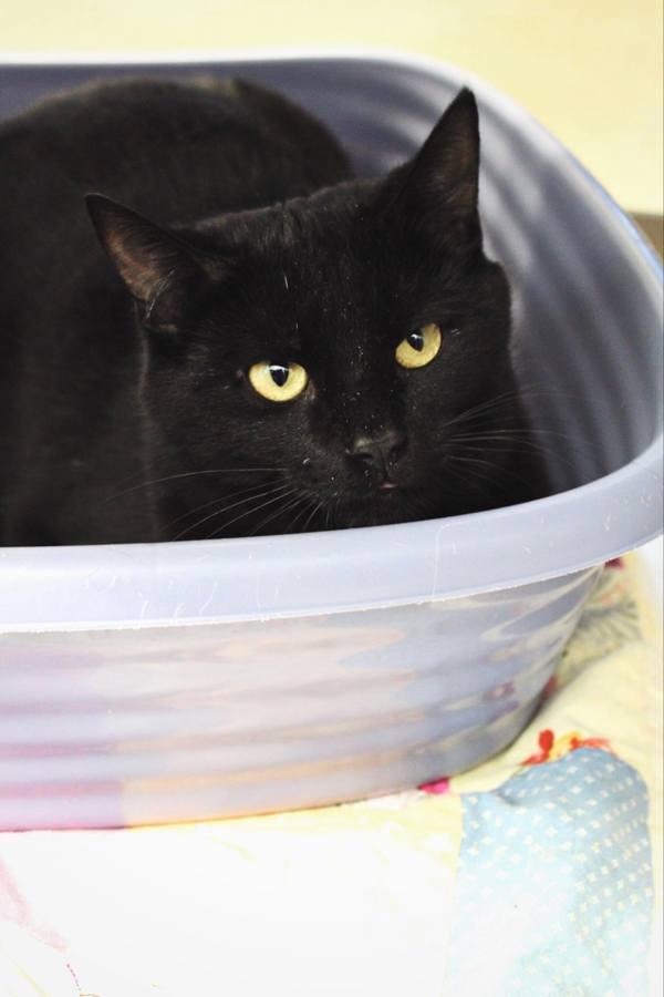 Taki, a Adoptable mixed breed in Indiana, PA image 2/2