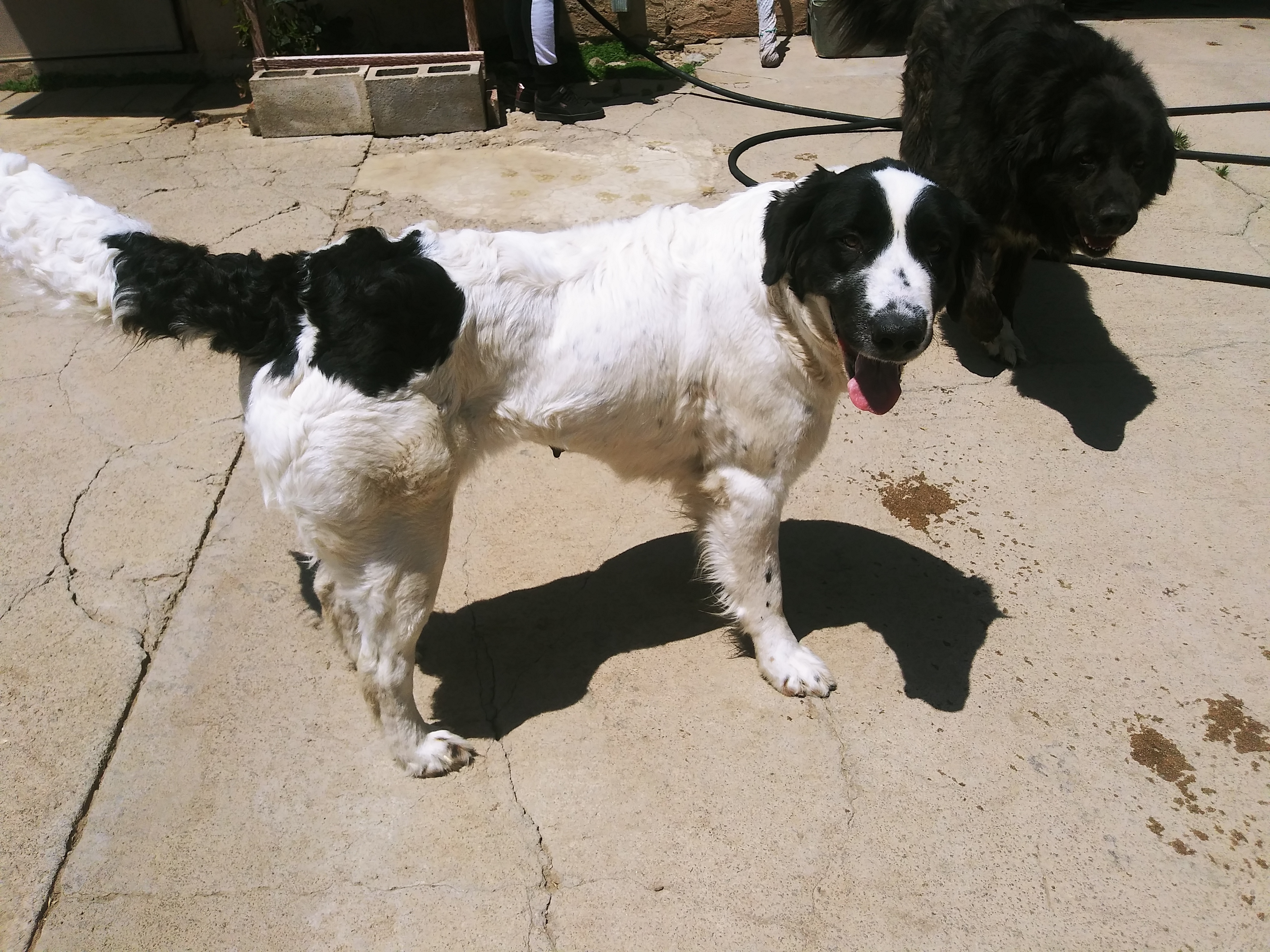 Enlarge Mindy, a Adoptable mixed breed in San Bernardino, CA image 1/1