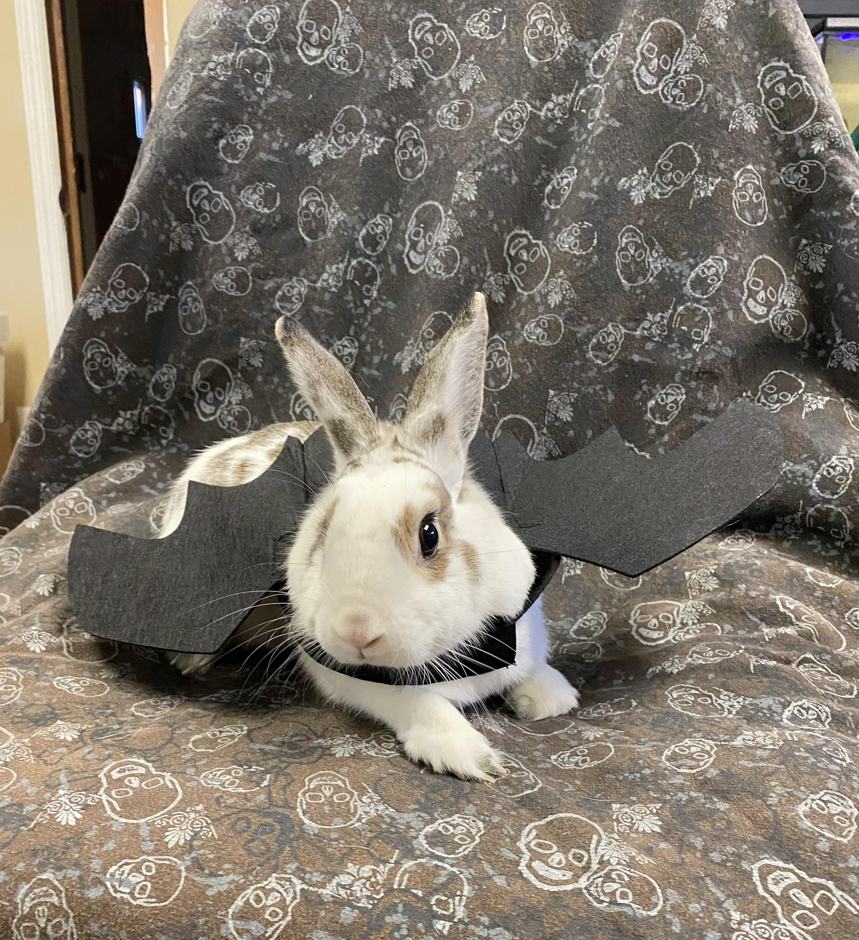 Enlarge Latte , a Adoptable American in Middle Island, NY image 3/3