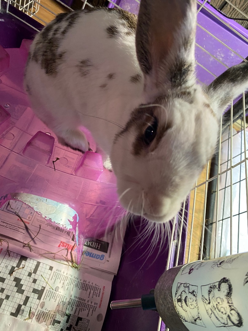 Latte , Adoptable, Adult Female American.