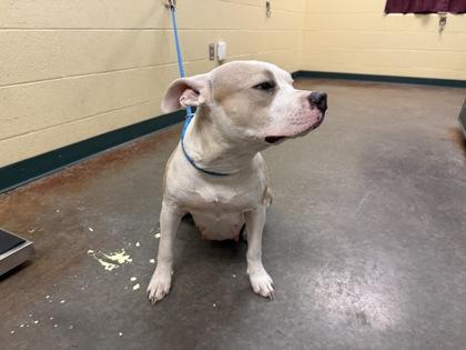 Enlarge Ari, a Adoptable mixed breed in Independence, MO image 1/3