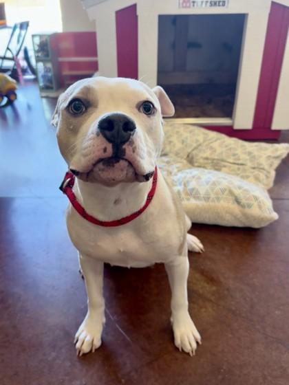 Enlarge Ari, a Adoptable mixed breed in Independence, MO image 2/3