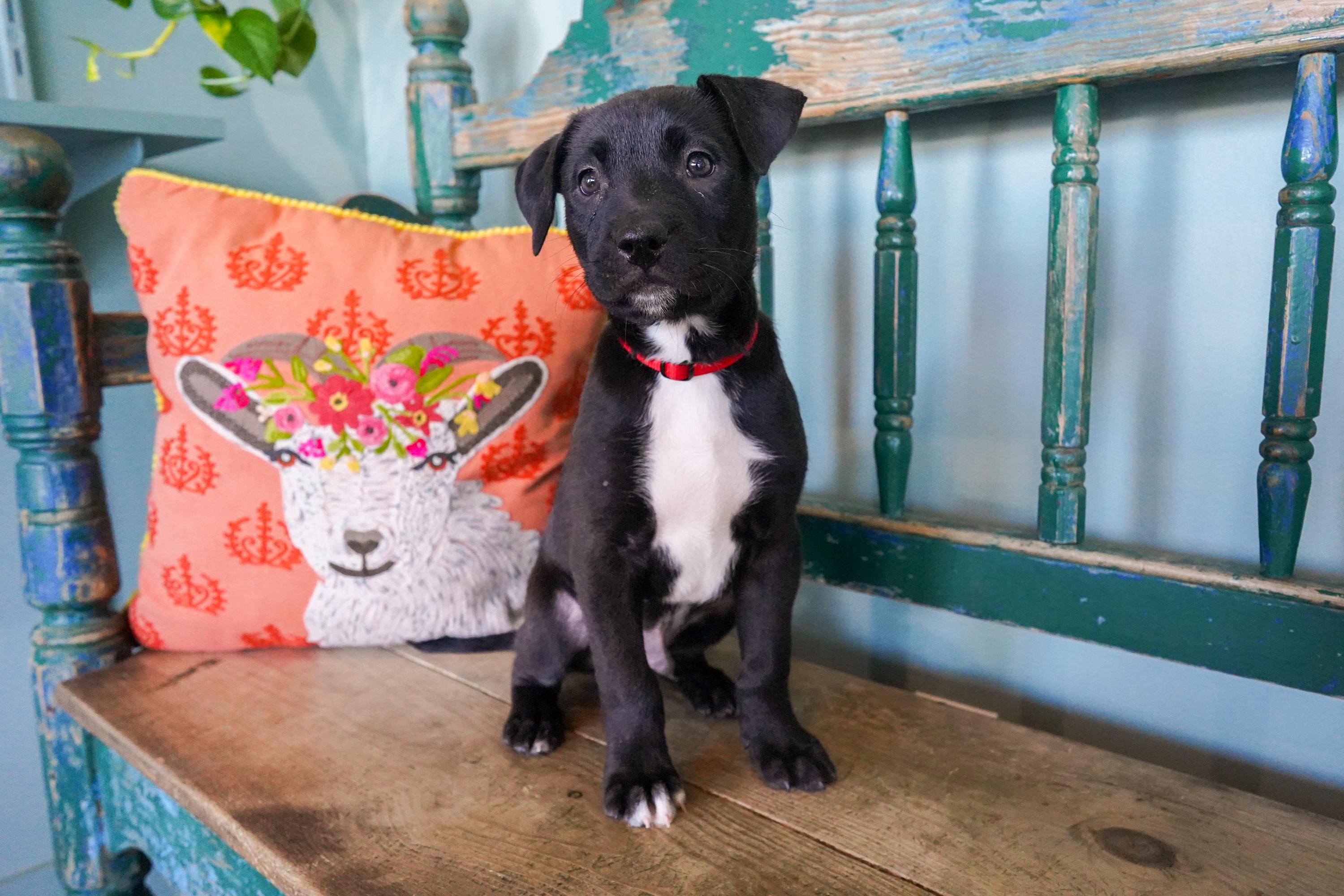 Townes, adopted, Puppy Male Labrador Retriever & Boxer.