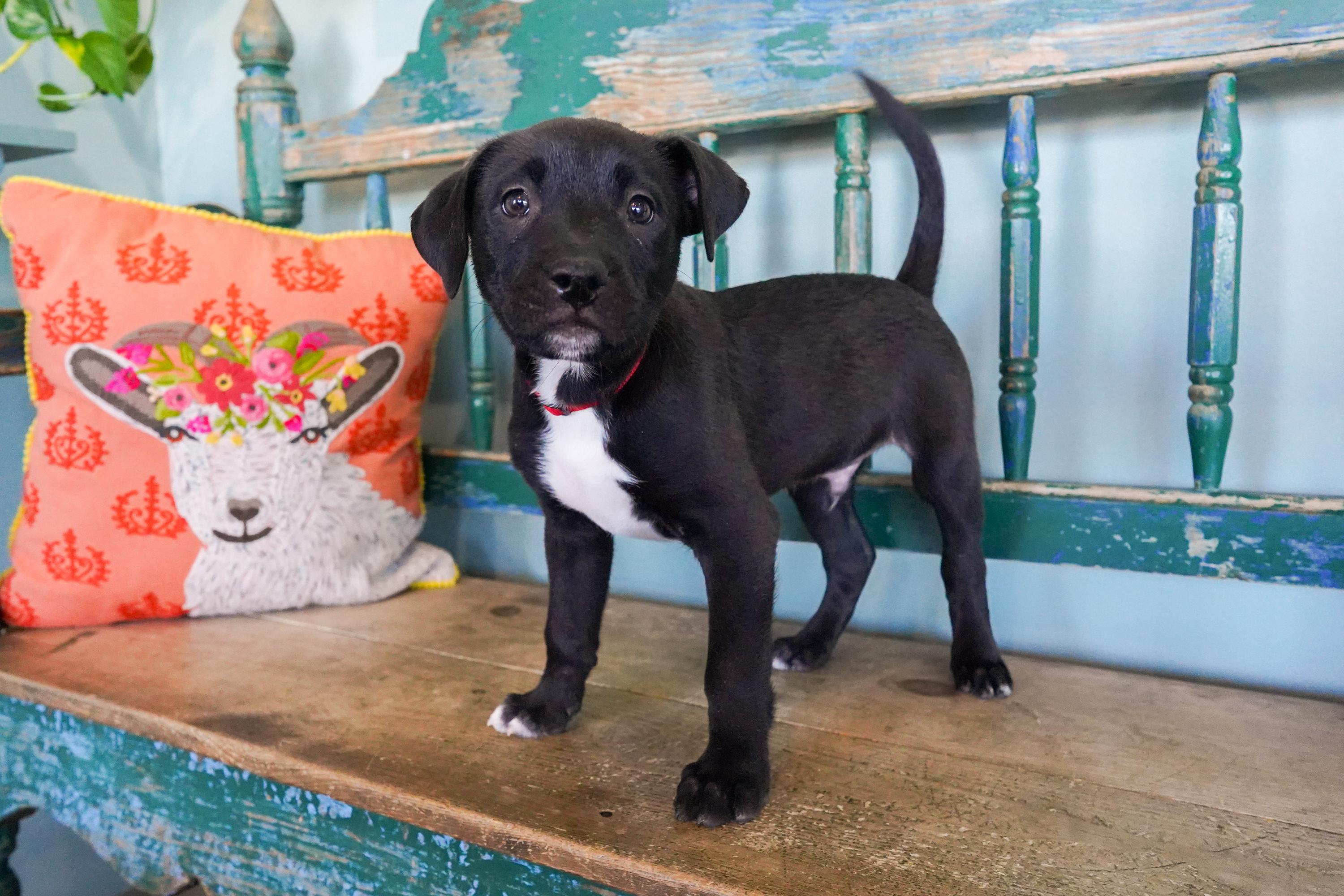 Townes, an adopted mixed breed in San Antonio, TX image 4/5