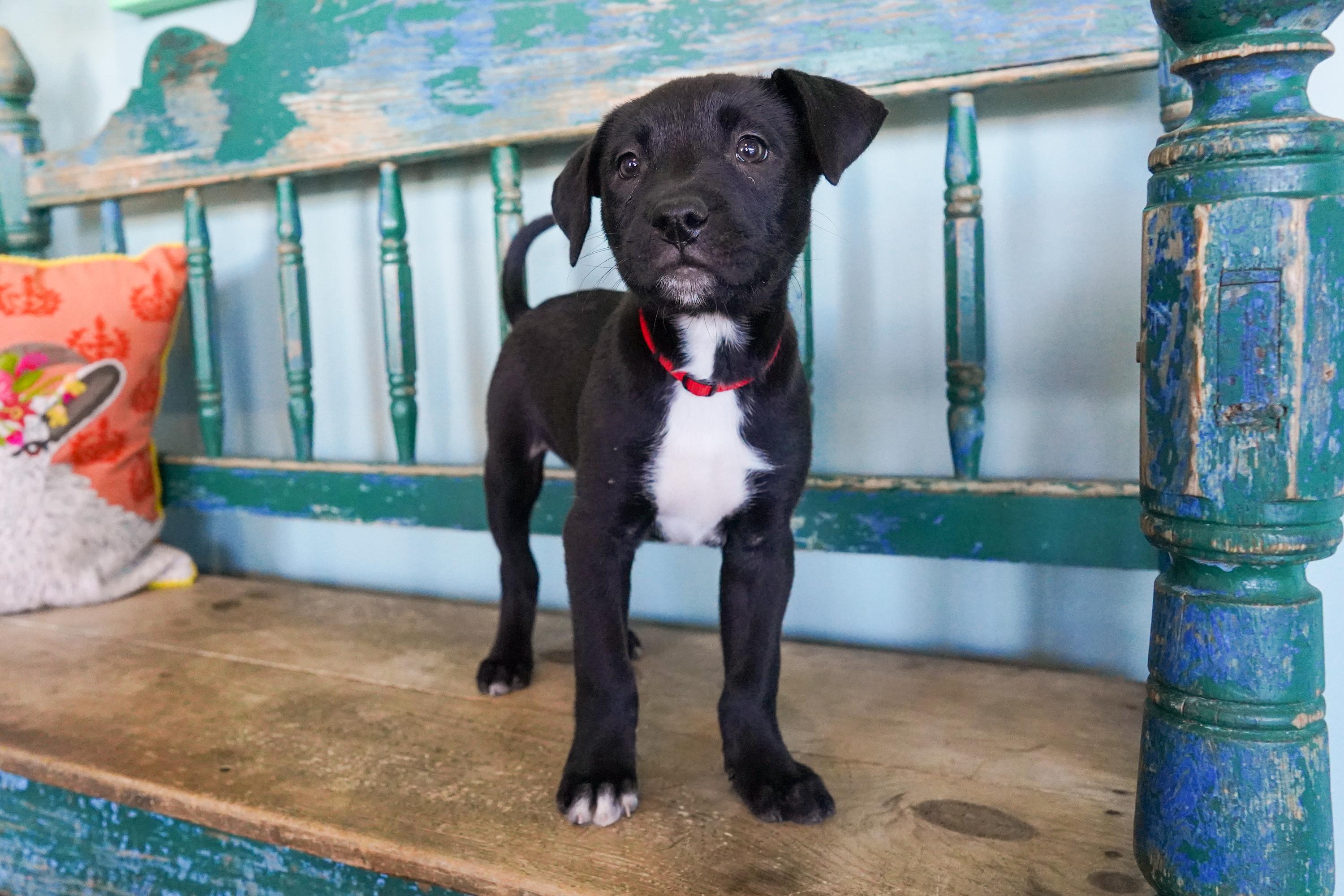 Townes, an adopted mixed breed in San Antonio, TX image 3/5