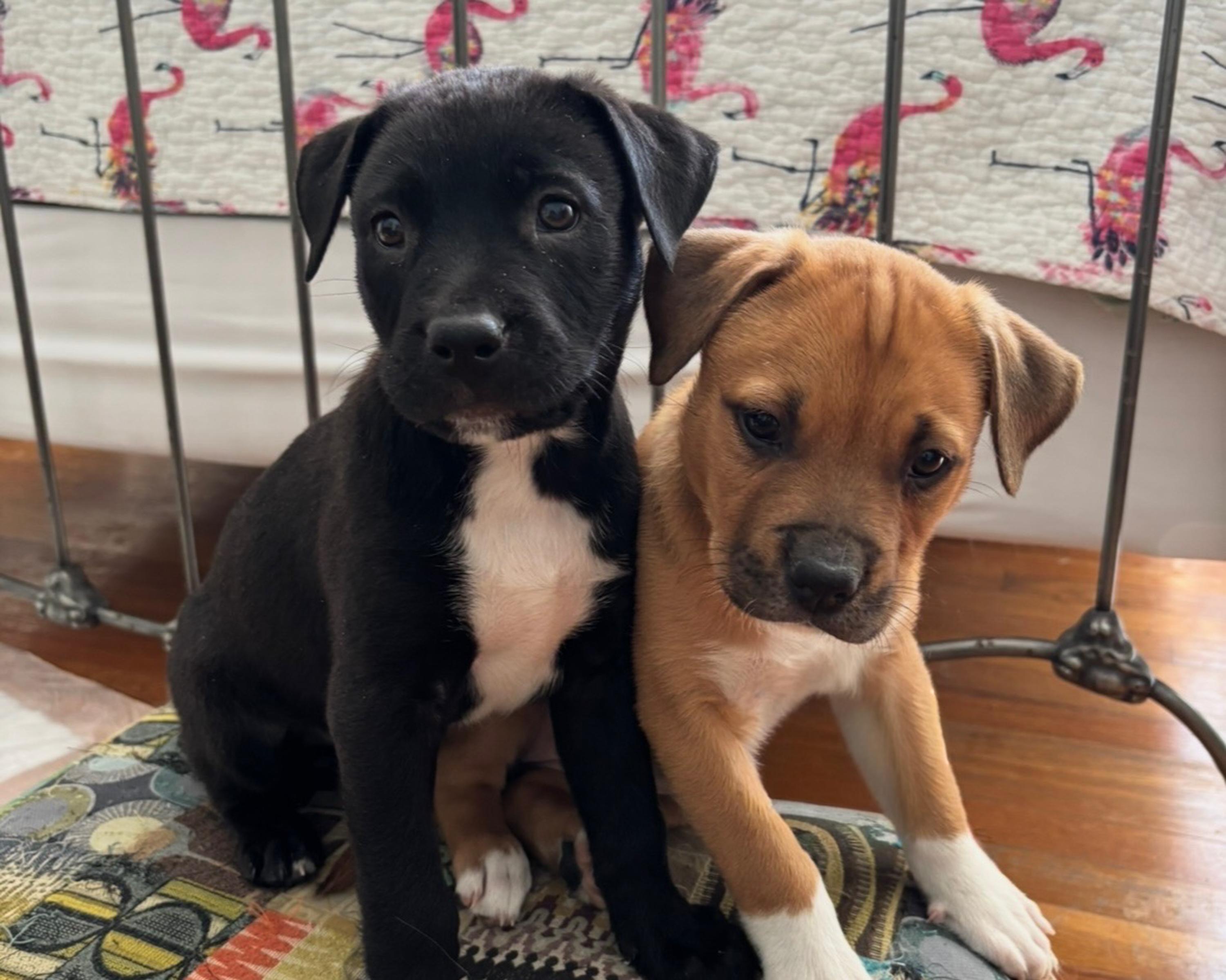 Townes, an adopted mixed breed in San Antonio, TX image 2/5