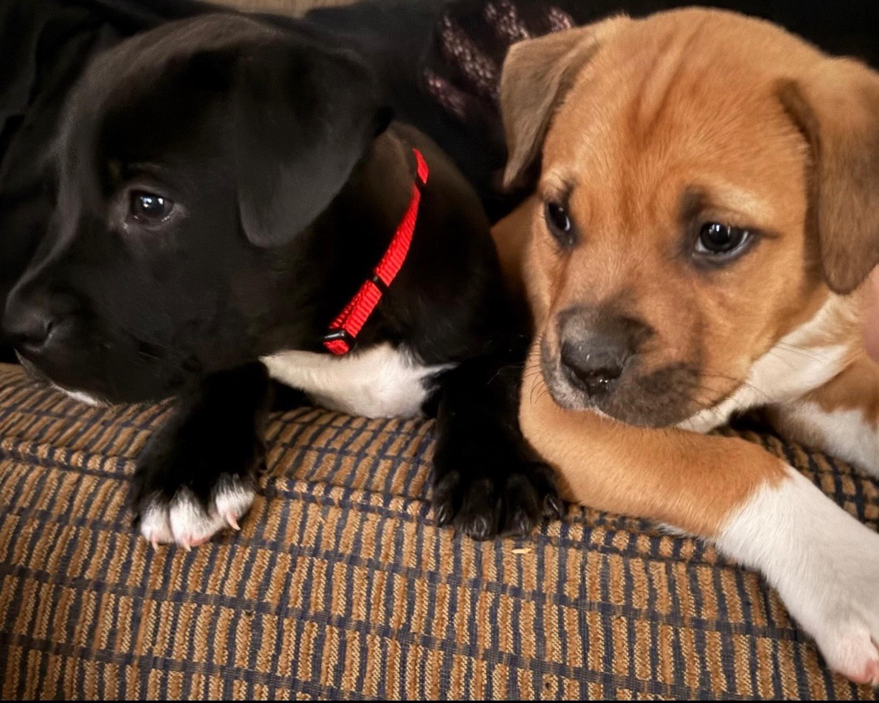 Townes, an adopted mixed breed in San Antonio, TX image 5/5