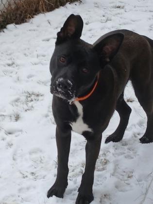 Barney, Adoptable, Young Male German Shepherd Dog & Mixed Breed.