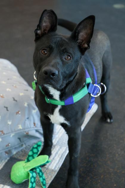 Enlarge Barney, a Adoptable mixed breed in Westland, MI image 2/3