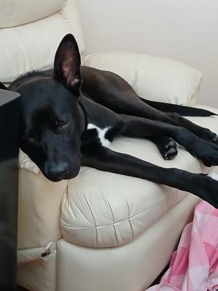 Barney, a Adoptable mixed breed in Westland, MI image 3/3