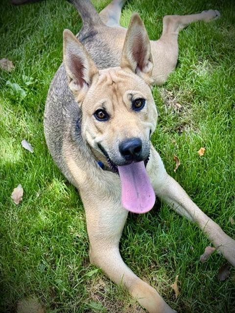 Enlarge DIXIE PUP, a Adoptable Carolina Dog in Lodi, CA image 1/1