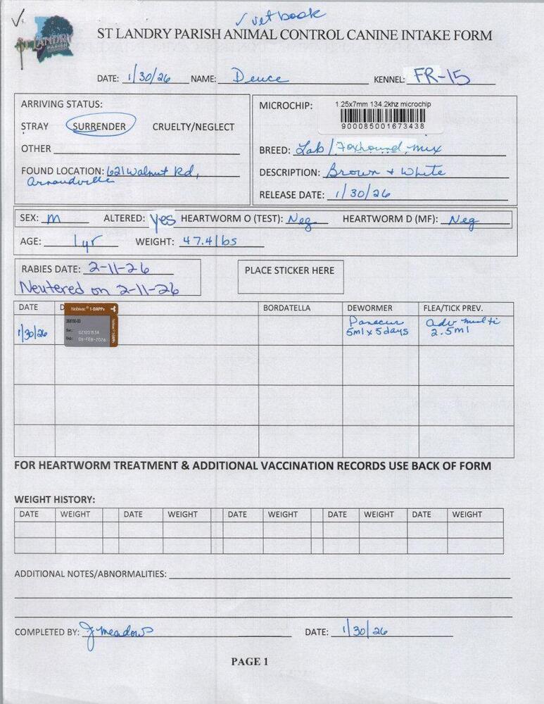 DEUCE, Adoptable, Young Male Labrador Retriever & Foxhound.