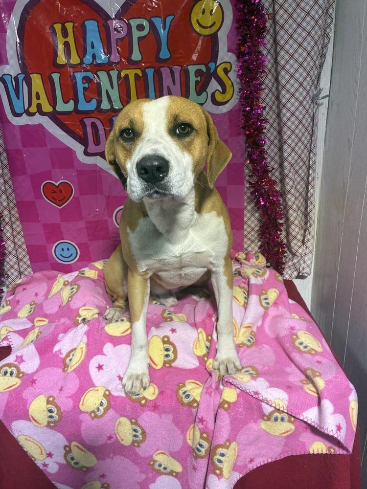 DEUCE, Adoptable, Young Male Labrador Retriever & Foxhound.