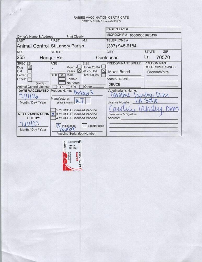 Enlarge DEUCE, a Adoptable mixed breed in Opelousas, LA image 3/3