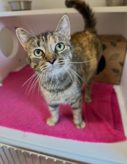 Sofia, Adoptable, Adult Female Domestic Short Hair & Domestic Short Hair.